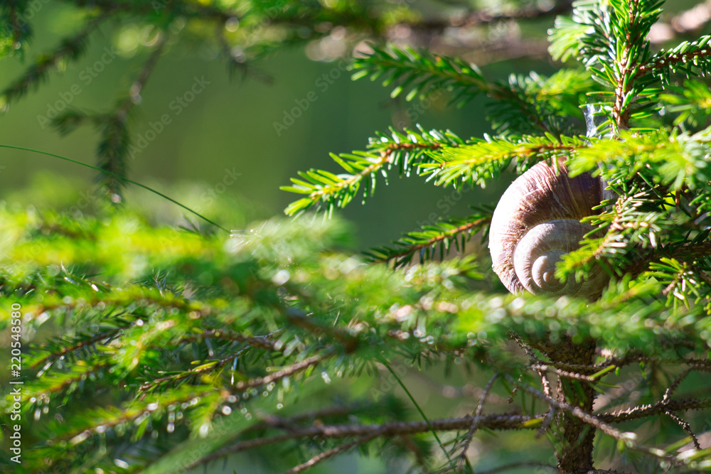 Schnecke am Baum