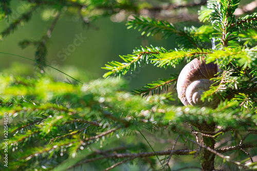 Obraz na płótnie Schnecke am Baum w salonie