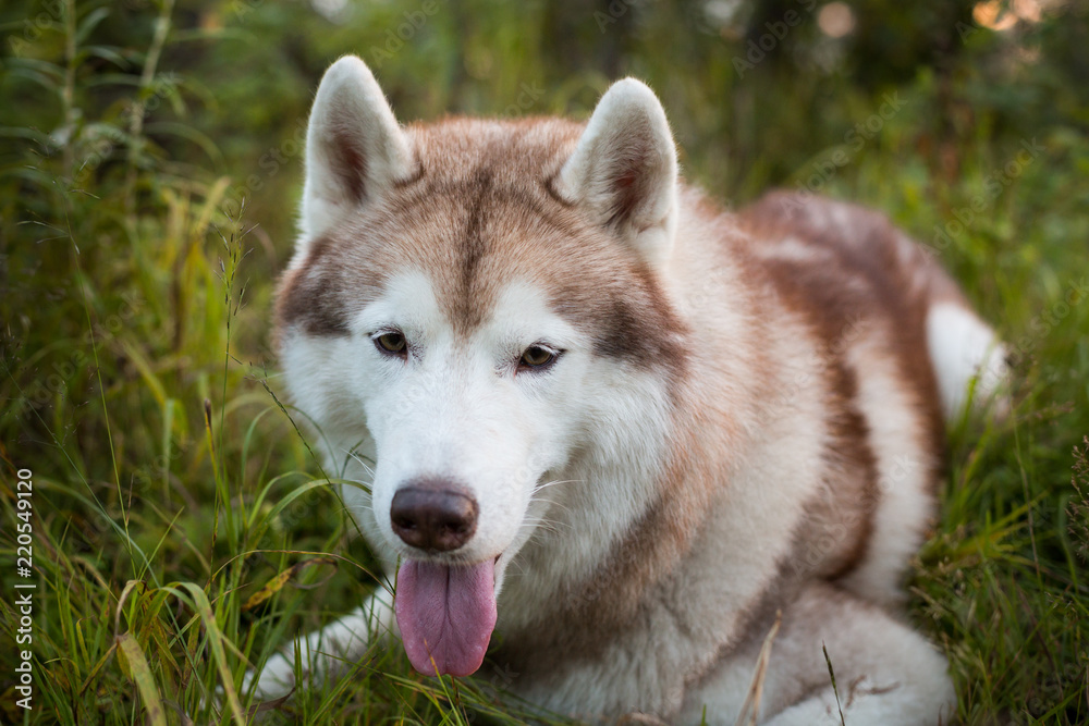 Close-up portrait of beautiful beige and white dog breed siberian husky lying in the grass in early fall