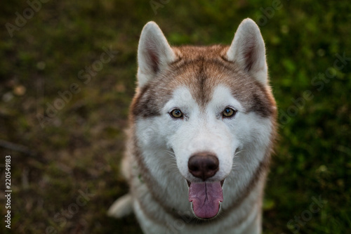 Close-up portrait of cute beige and white dog breed siberian husky sitting in the grass in early fall