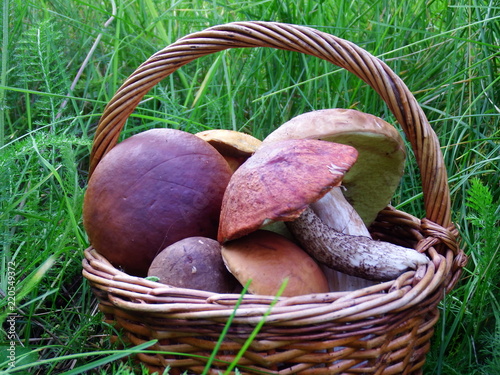 mushrooms in basket 