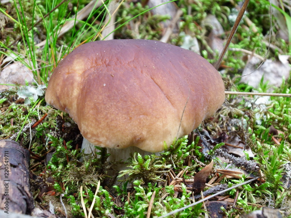 porcini porcini
