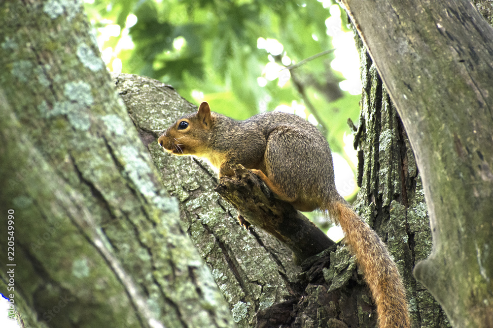 Fox Squirrel (Sciurus niger) perched on branch in Guthrie Center, Iowa's Riverside Park. Fox Squirrel (Sciurus niger) perched on branch in Guthrie Center, Iowa's Riverside Park.