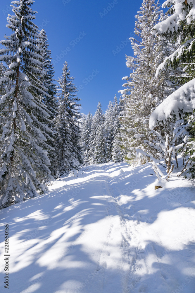 Winter forest