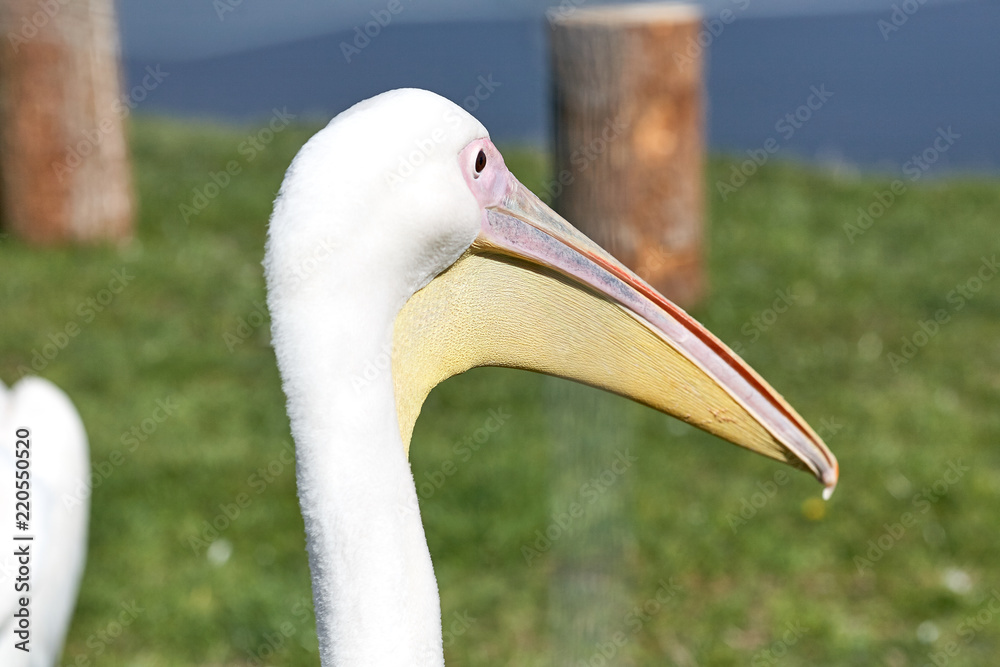 reat white pelican,Pelecanus onocrotalus, eastern white pelican, rosy pelican or white pelican is a bird in the pelican family. reat white pelican,Pelecanus onocrotalus, eastern white pelican, rosy pelican or white pelican is a bird in the pelican family.