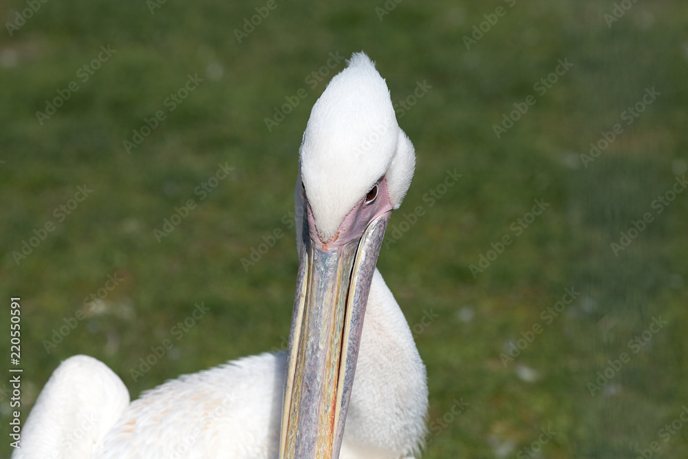 Obraz premium reat white pelican,Pelecanus onocrotalus, eastern white pelican, rosy pelican or white pelican is a bird in the pelican family.