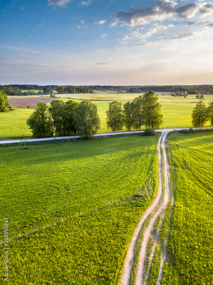Fototapeta premium Drone Photo of the Crossroad Between Trees in Colorful Early Spring - Surrounded with Dandelion Field. Blue Skies with Clouds in the Background