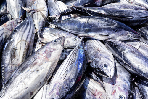 Nachhaltiger Thunfischfang © DirkDaniel