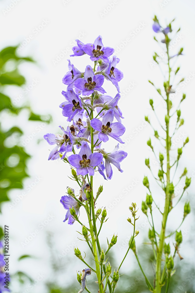 Obraz premium Blue flower is delphinium on white background