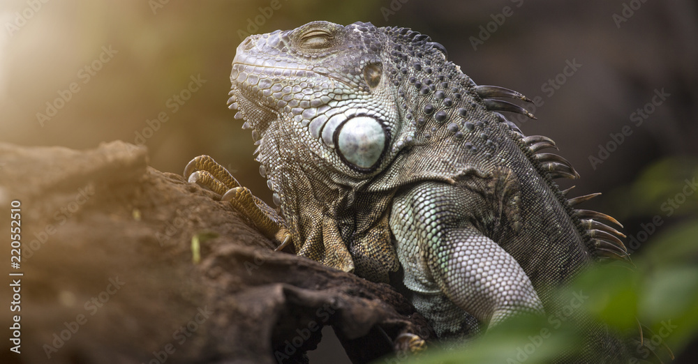 Obraz premium Large tree lizards of the Iguan