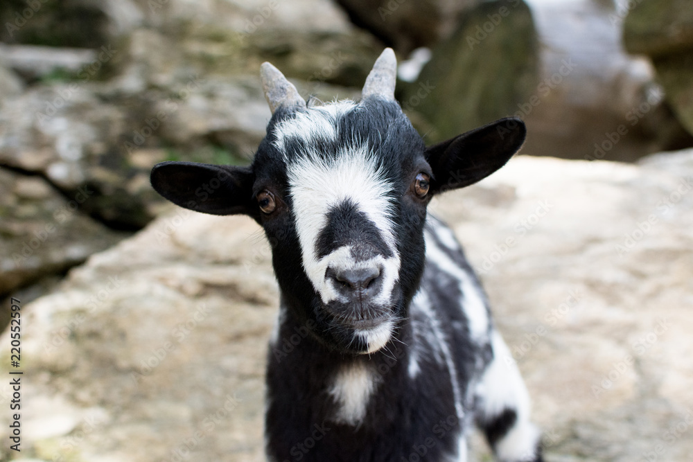 LITTLE BLACK AND WHITE GOAT LOOKING THE CAMERA WITH SWEET EXPRESSION IN A WILDLIFE PARK LITTLE BLACK AND WHITE GOAT LOOKING THE CAMERA WITH SWEET EXPRESSION IN A WILDLIFE PARK