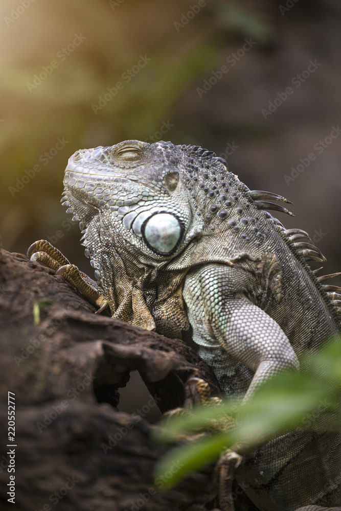 Obraz premium Large tree lizards of the Iguan