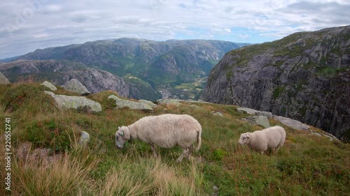 Sheep grazing in Norwegian mountains photo