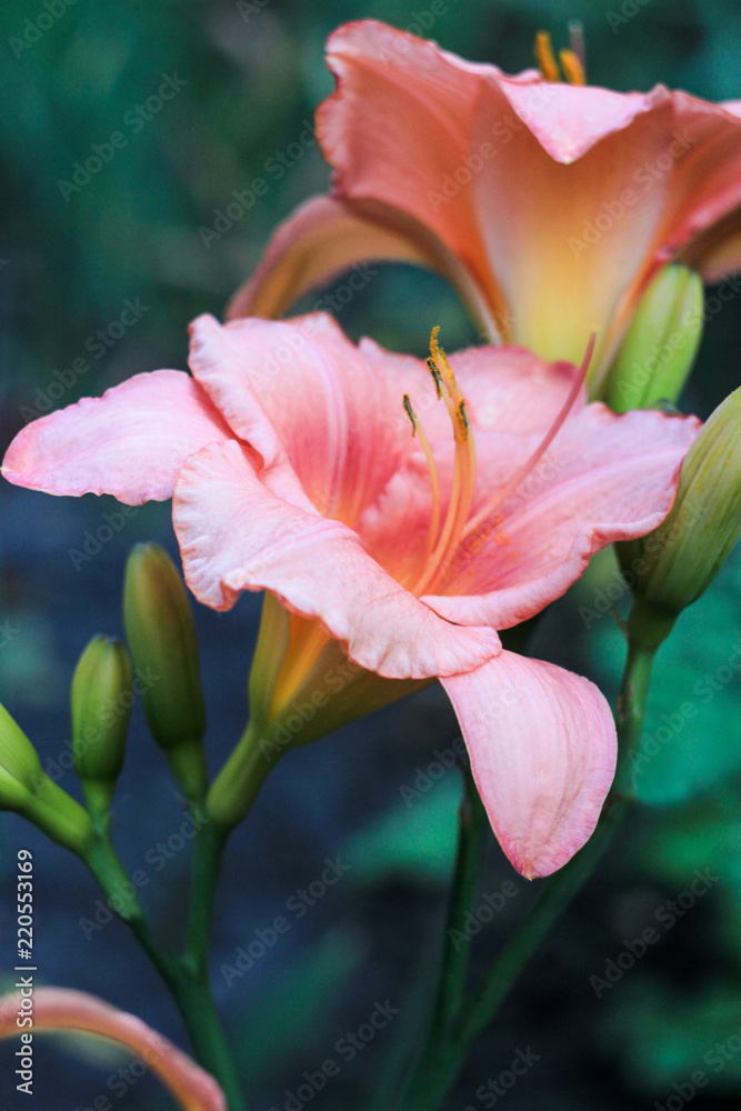 two flowers of a pink lily close-up on a curtained background grow under the open sky in the garden, flowers of a pink lily, scarlet lily on a green background, a beautiful flower of a scarlet lily on