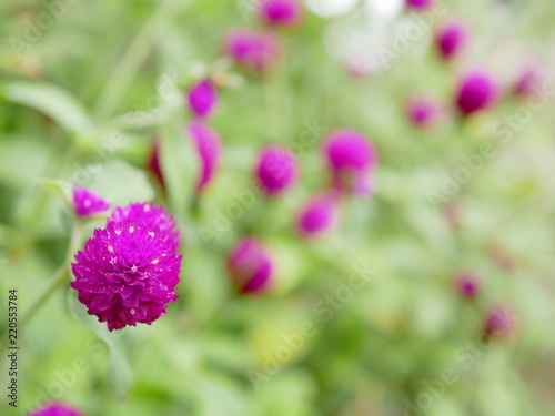 Selective focus of wild natural Globe Amaranth or Gomphrena Globosa flowers on the roadside in bright afternoon sunlight