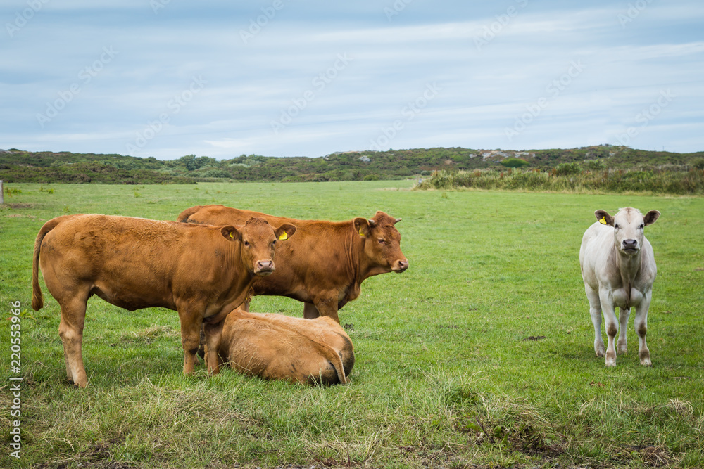 Welsh cows on Anglesey island in North Wales, Uk Welsh cows on Anglesey island in North Wales, Uk