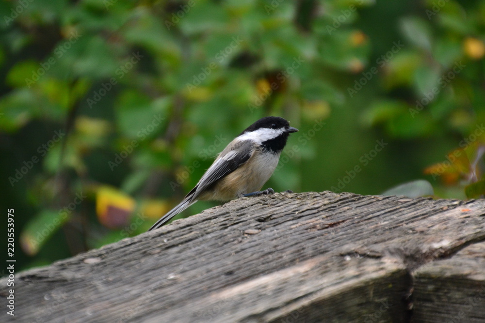 Obraz premium Black-capped Chickadee