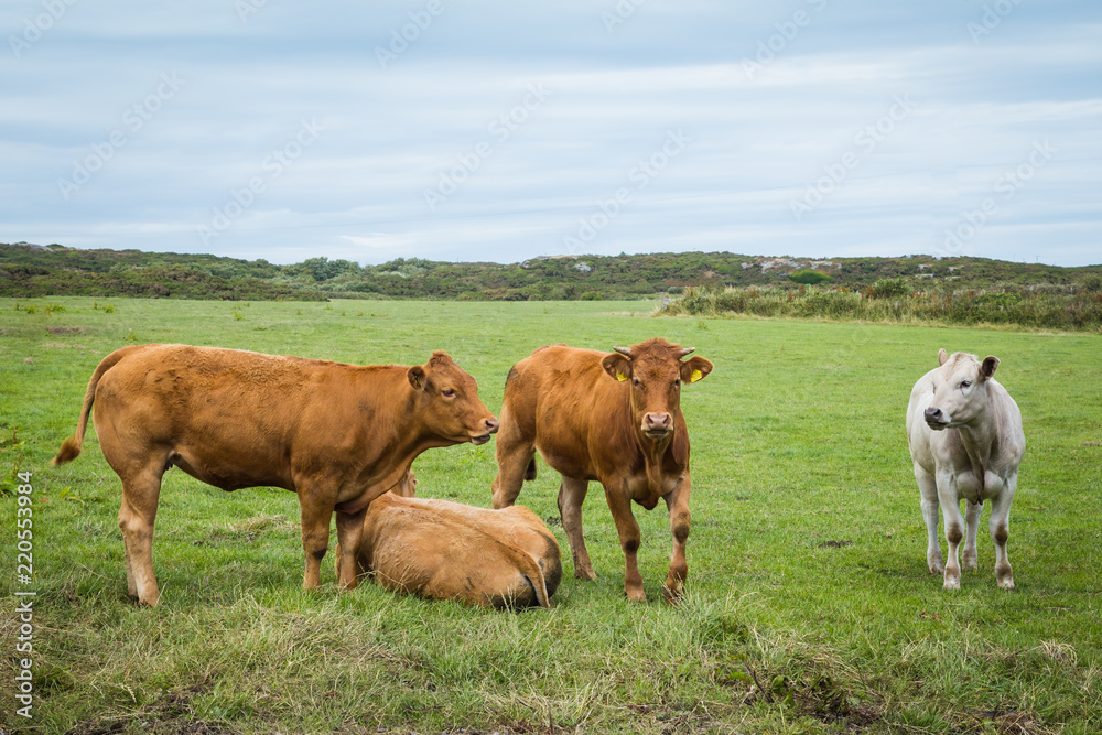 Welsh cows on Anglesey island in North Wales, Uk