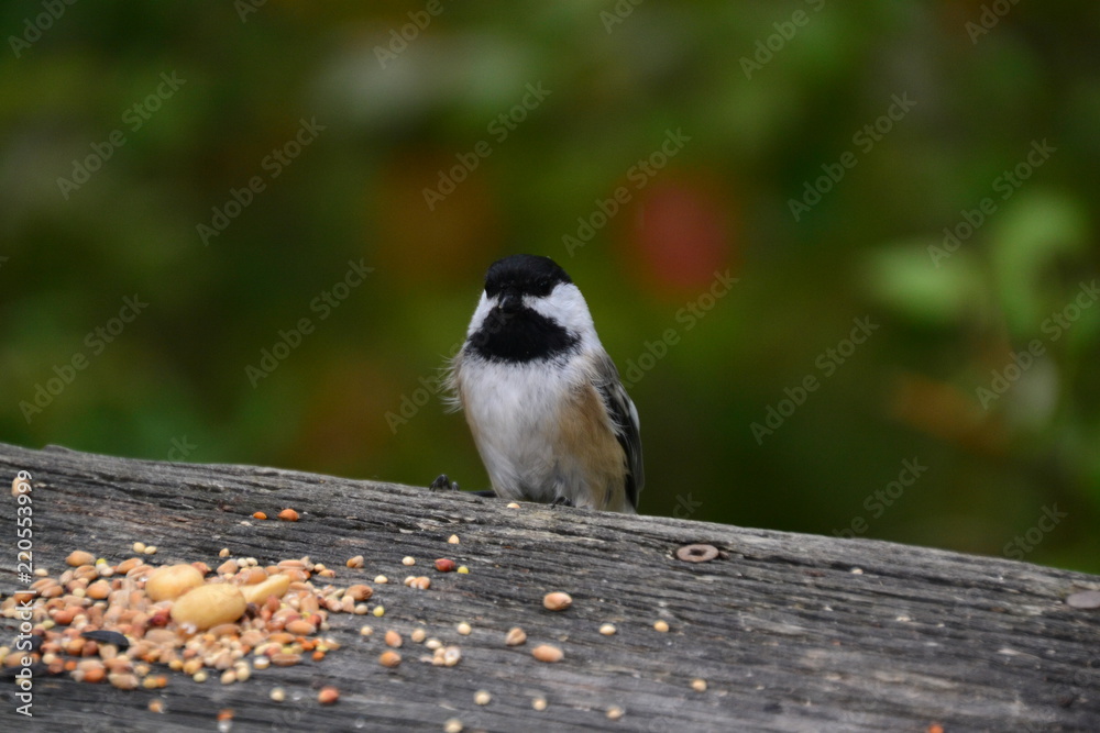 Obraz premium Black-capped Chickadee