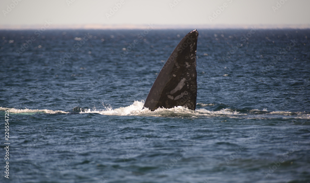 Fototapeta premium Southern Right Whale, Puerto Madryn, Argentyna.