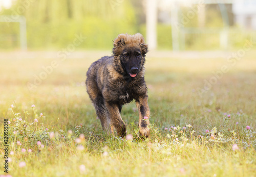 Caucasian shepherd puppy on the grass in the park