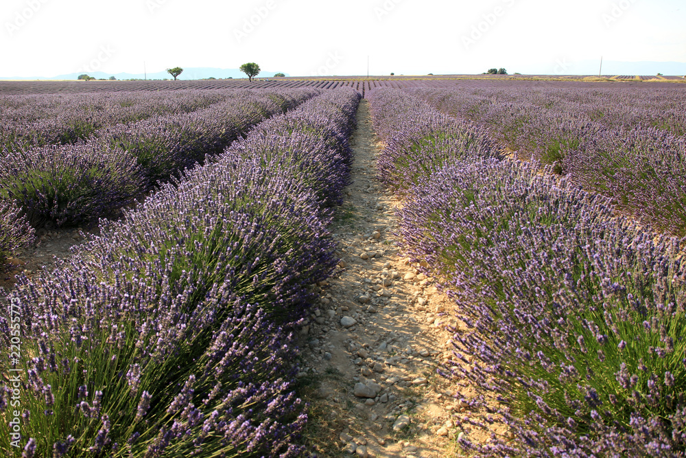 Obraz premium Lavendelfeld in der Provence