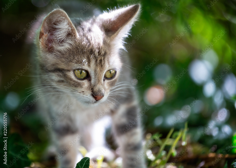 close up of very cute baby kitten with big appealing eyes in wild outdoor setting
