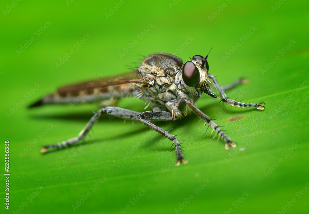 Nature fly on the banana leaf Nature fly on the banana leaf