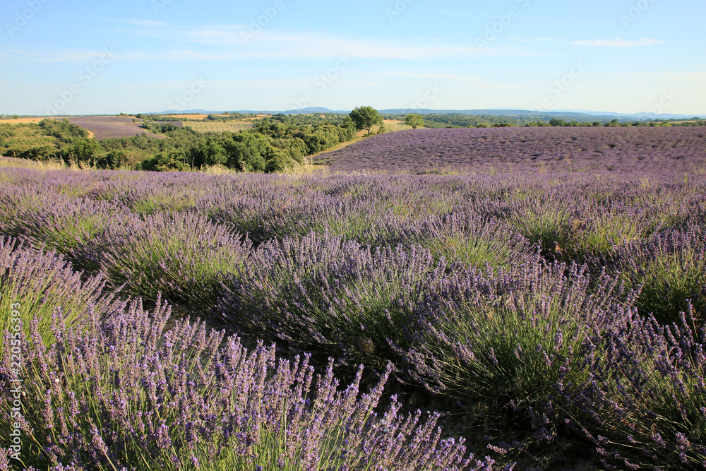 Fototapeta premium Lavendelfeld in der Provence