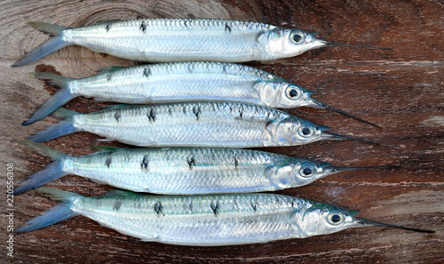 Group of Spotted halfbeak fish photo