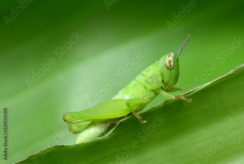 Small green grasshopper hanging on the leaf