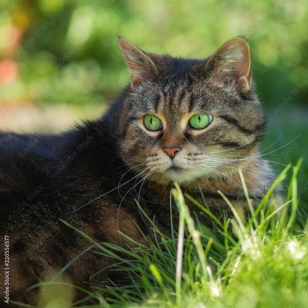 Katze mit großen erstaunten Augen im hohen Gras