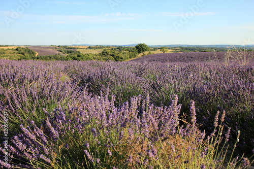 Fototapeta Naklejka Na Ścianę i Meble -  Lavendelfeld in der Provence