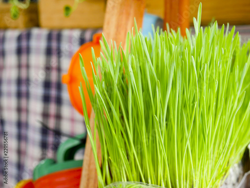 Fotografie Close up the young shoots of the wheat plant, preparations of which are credited with various health-giving properties