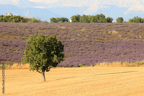 Fototapeta Naklejka Na Ścianę i Meble -  Lavendelfeld in der Provence