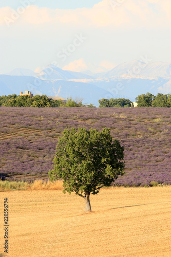 Fototapeta Naklejka Na Ścianę i Meble -  Lavendelfeld in der Provence