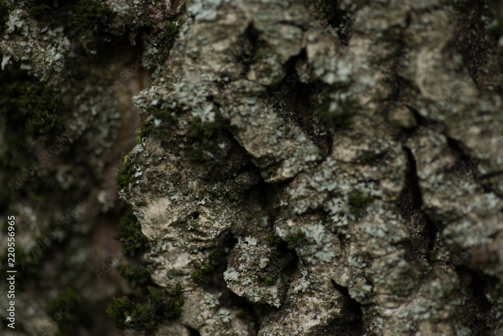 Nature wood bark