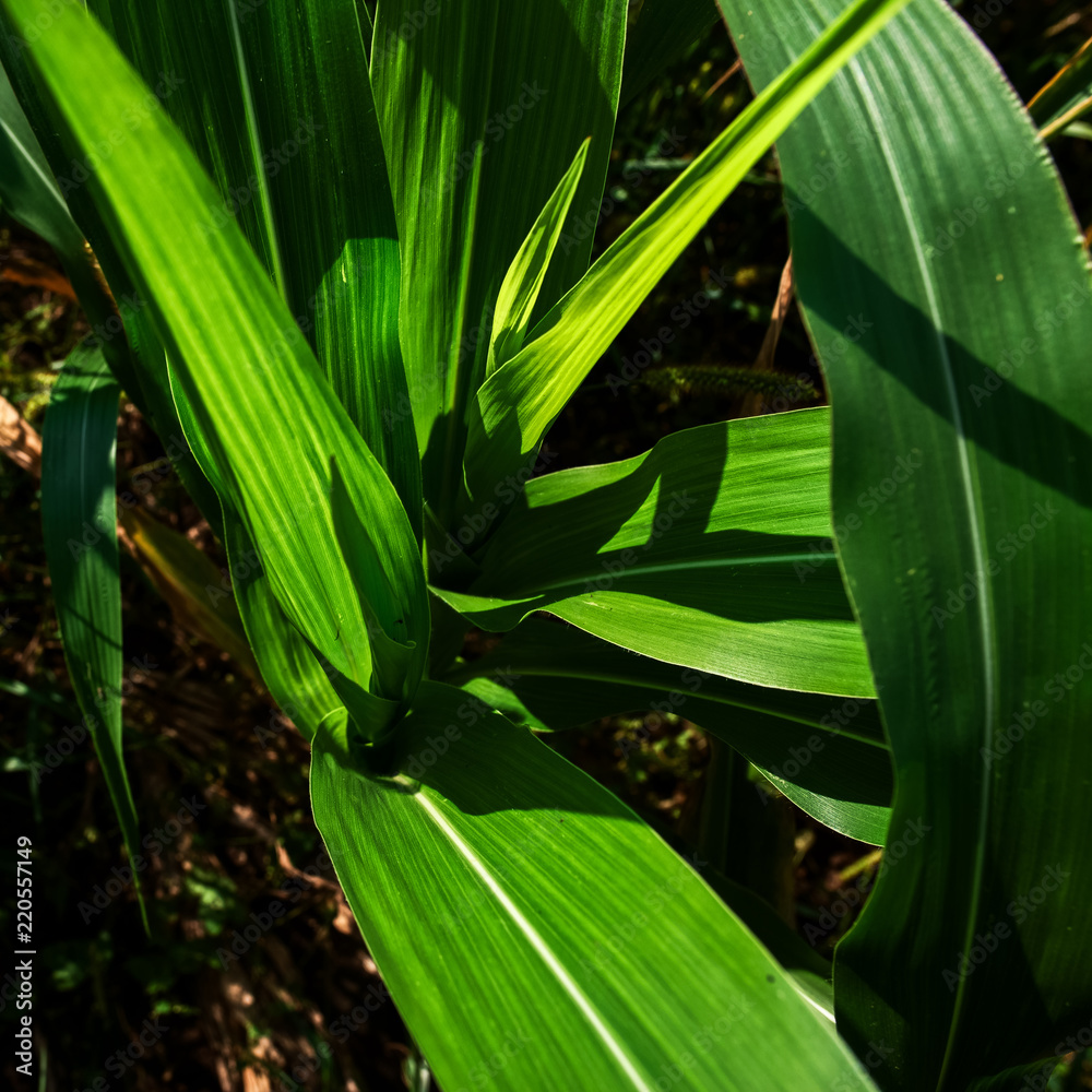 Obraz premium Corn agriculture. Green nature