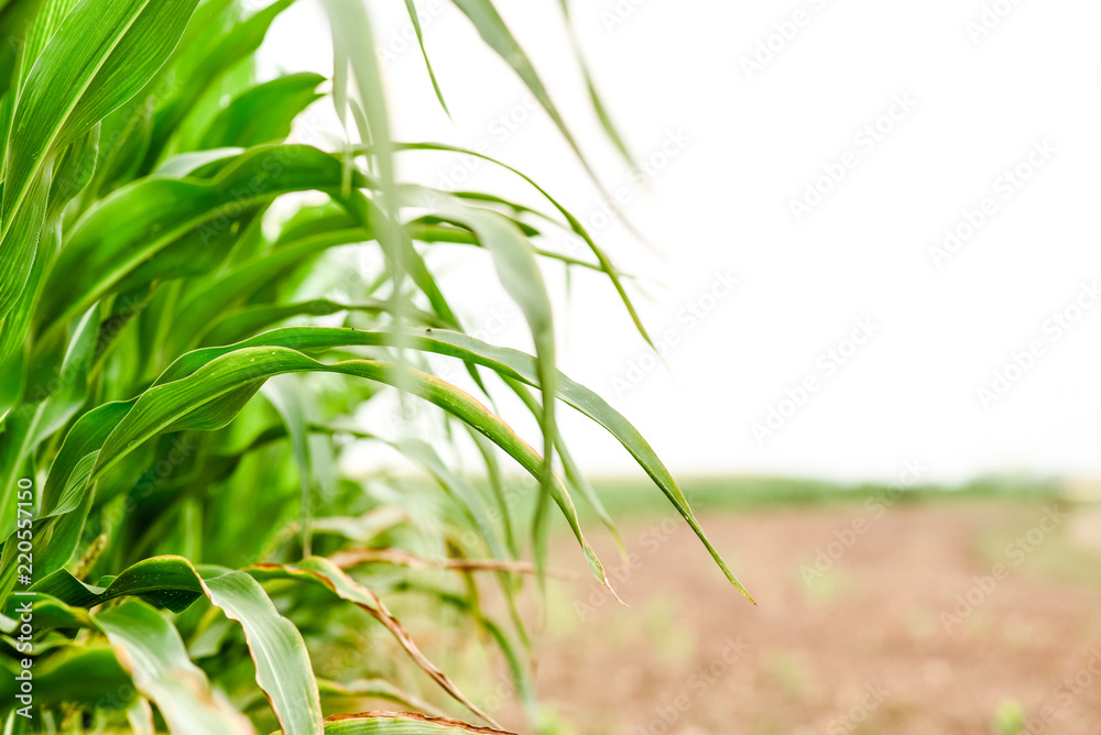 Obraz premium Corn agriculture. Green nature