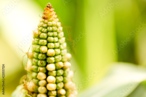 Corn ears on field
