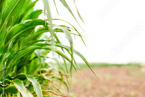 Corn agriculture. Green nature