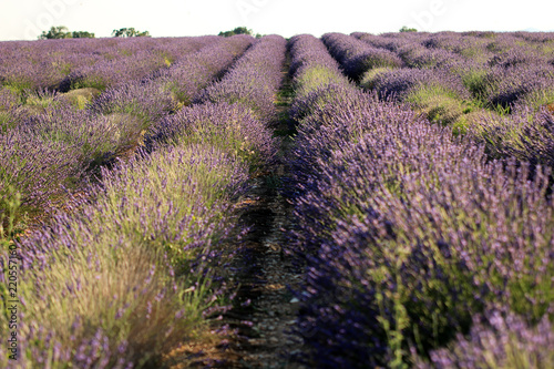 Fototapeta Naklejka Na Ścianę i Meble -  Lavendelfeld in der Provence