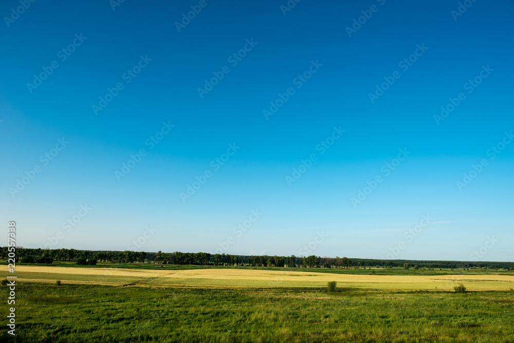 Fototapeta premium Summer sky. Green nature