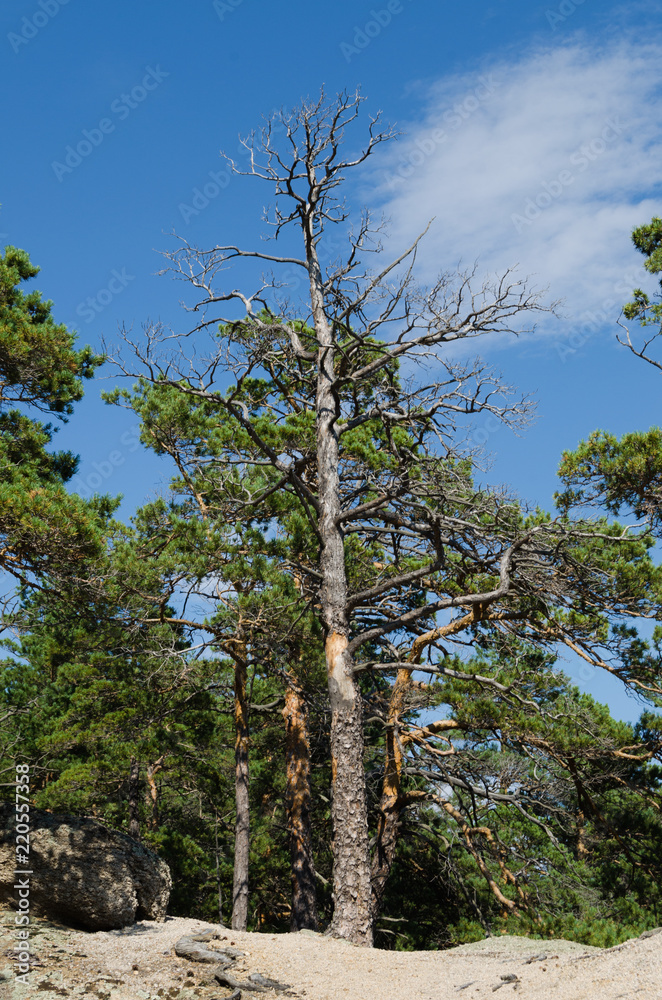 Fototapeta premium Pine sprouted among the rocks and stones on the mountain.