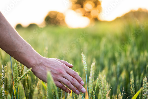 Field of wheat. Plant, nature on farm.