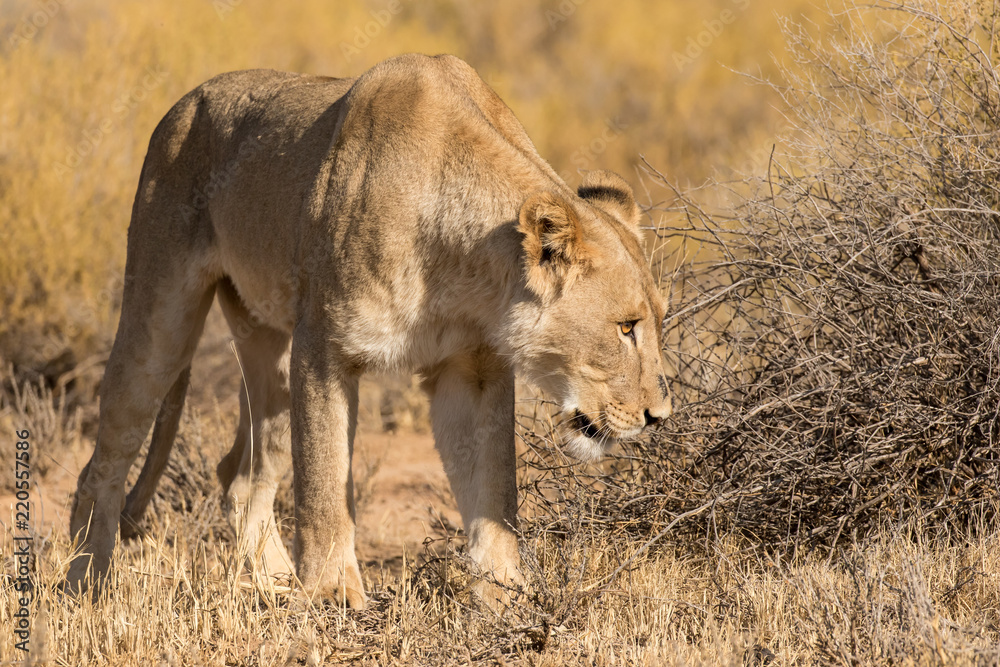 One lioness staring at something in the Kgalagadi Transfrontier Park. Its yellow eye clearly visible in the early morning sun. One lioness staring at something in the Kgalagadi Transfrontier Park. Its yellow eye clearly visible in the early morning sun.