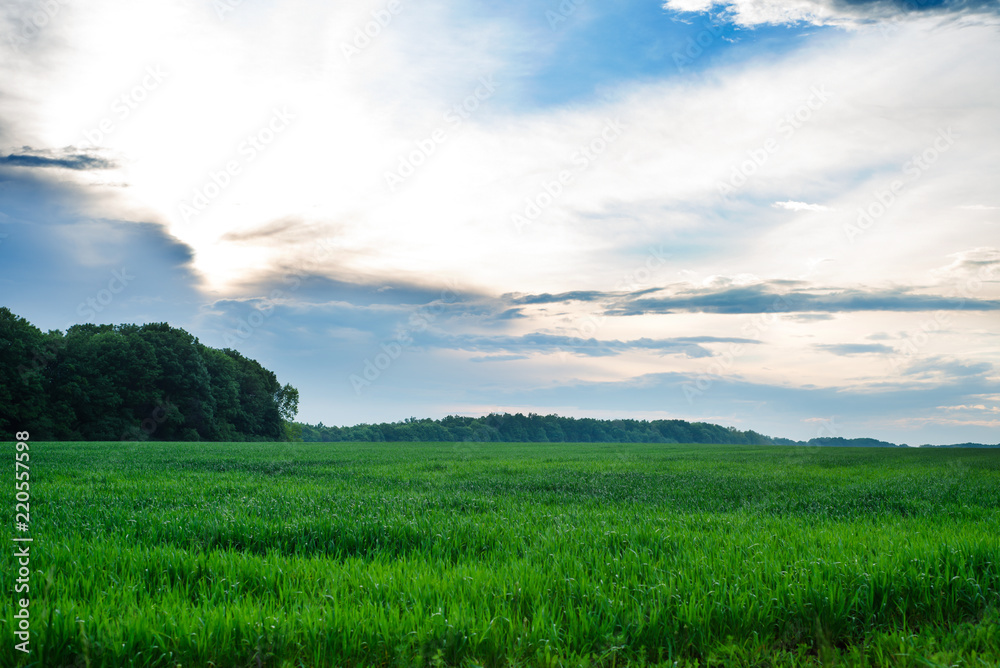 Fototapeta premium Summer sky. Green nature
