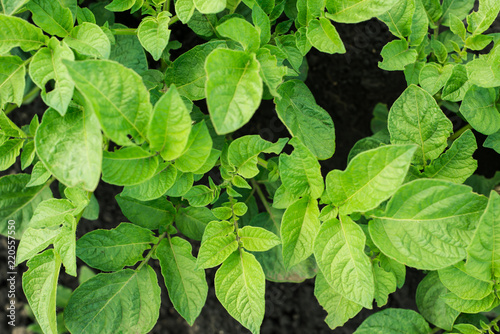 Green potato plant