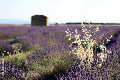 Fototapeta Naklejka Na Ścianę i Meble -  Lavendelfeld in der Provence