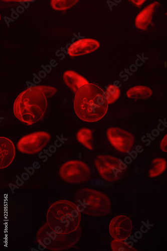 bright jellyfish floating in the dark sea